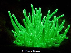 Glowing Anemone by Boaz Meiri 